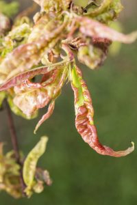 Damaged leaf peach almond Taphrina deformans disease cloque