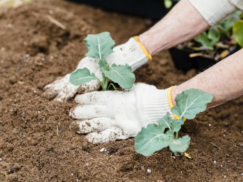 Ekološki uzgoj vrta