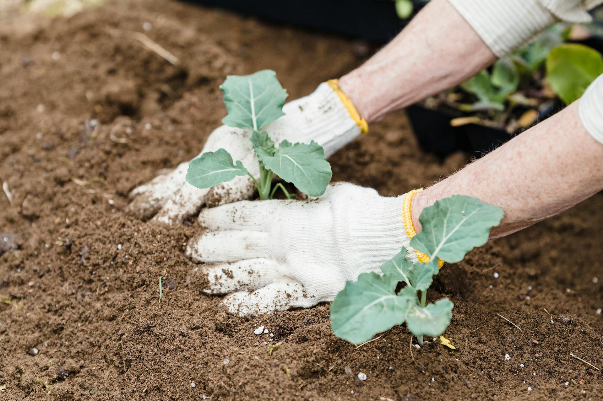 Ekološki uzgoj vrta